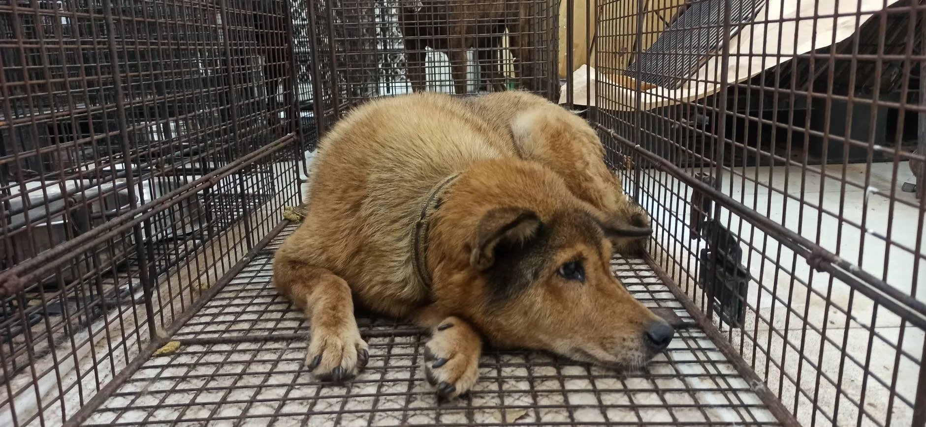 混種犬