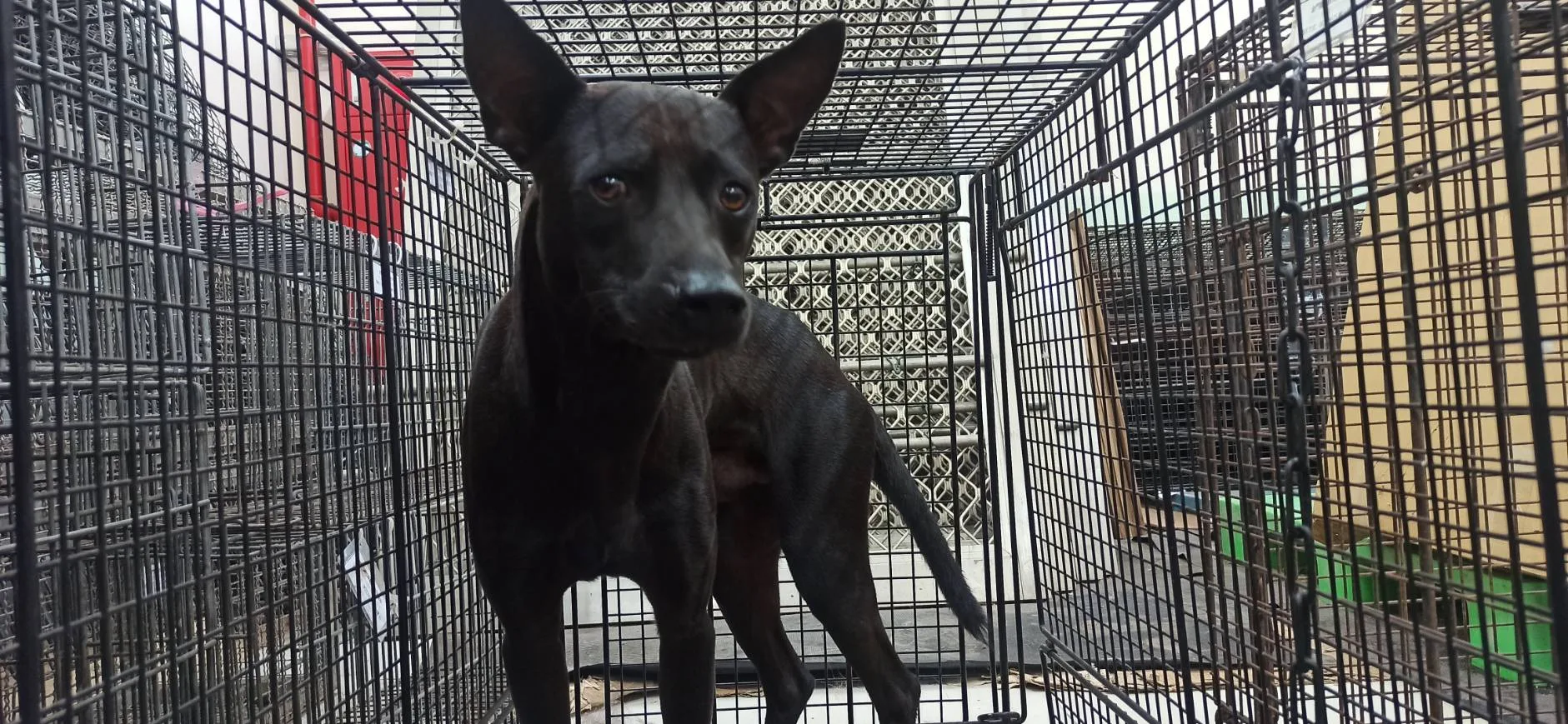 混種犬