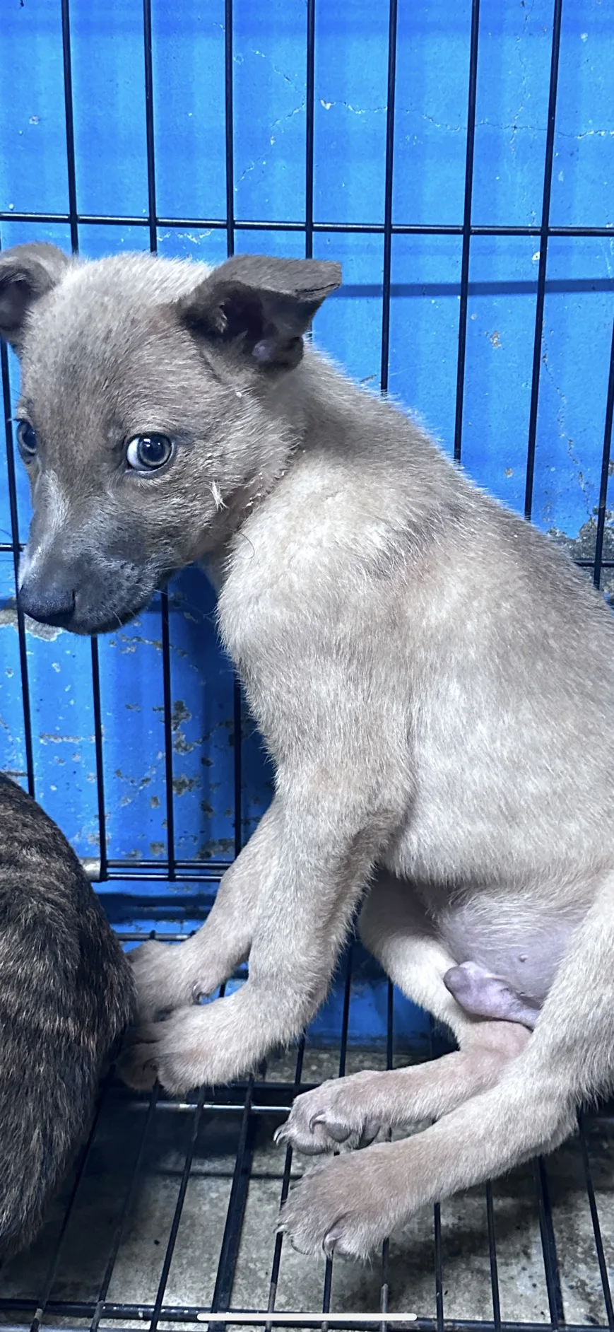 混種犬