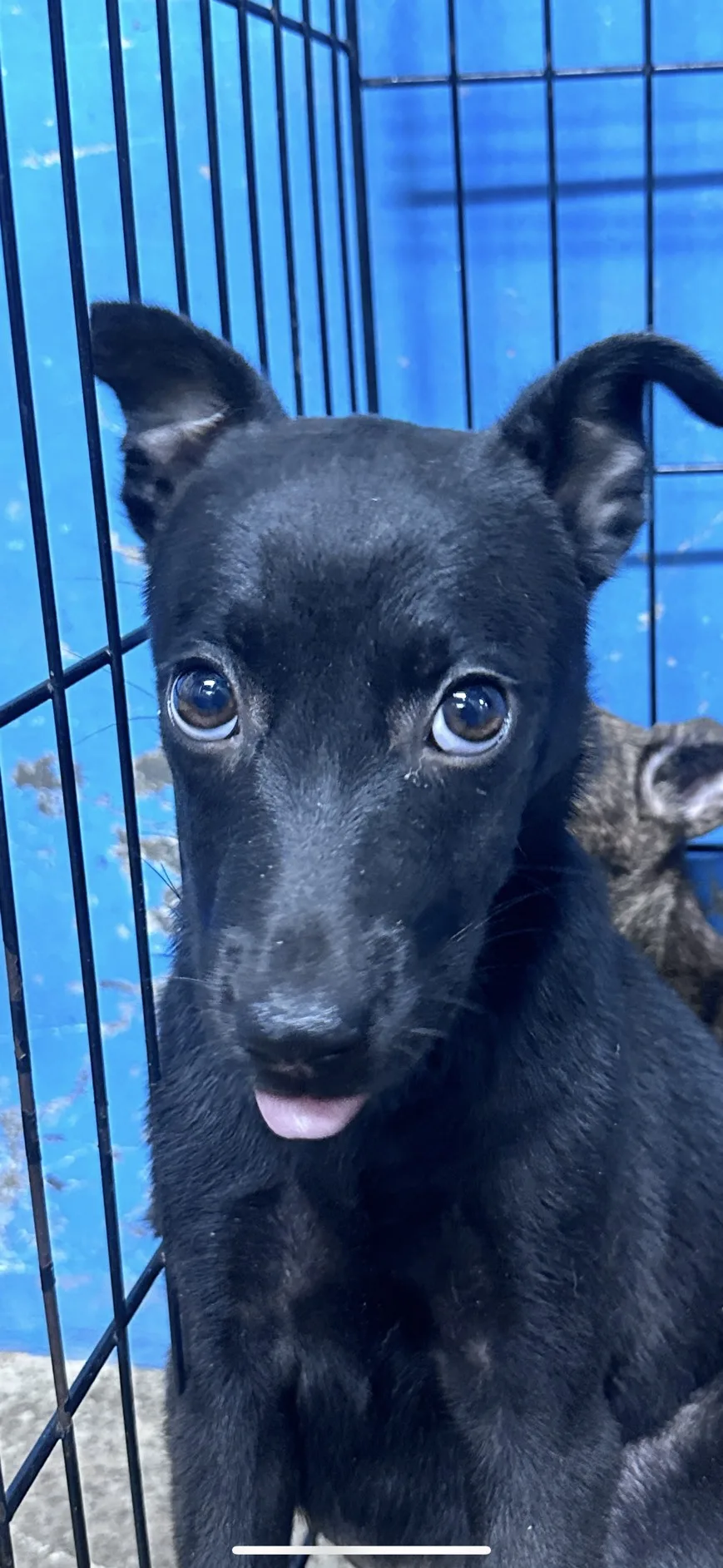 混種犬