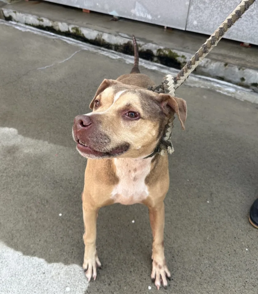 混種犬
