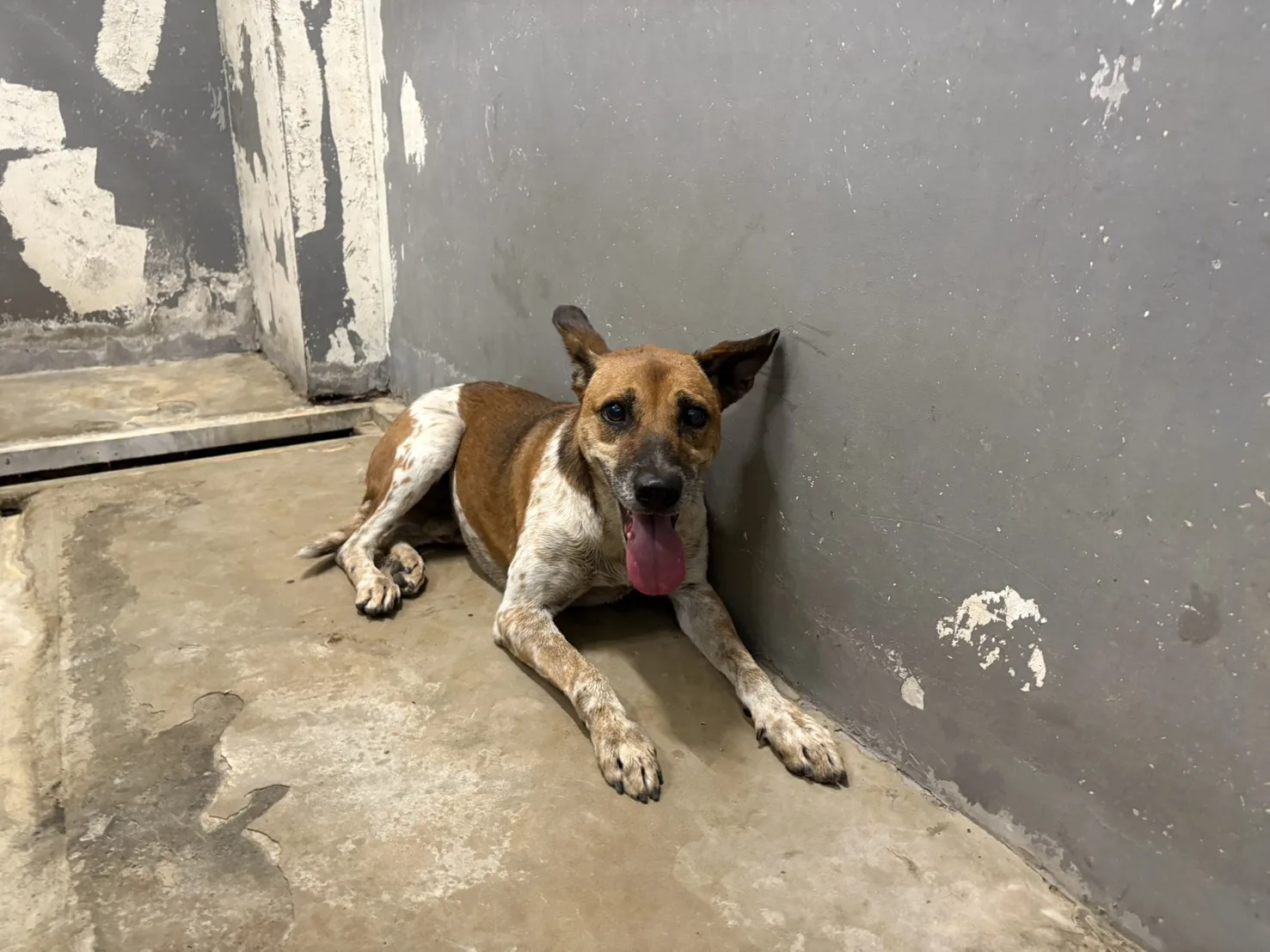 混種犬