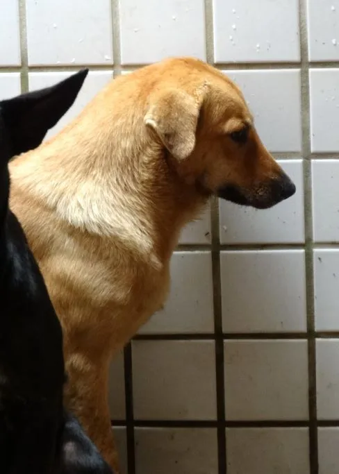 混種犬