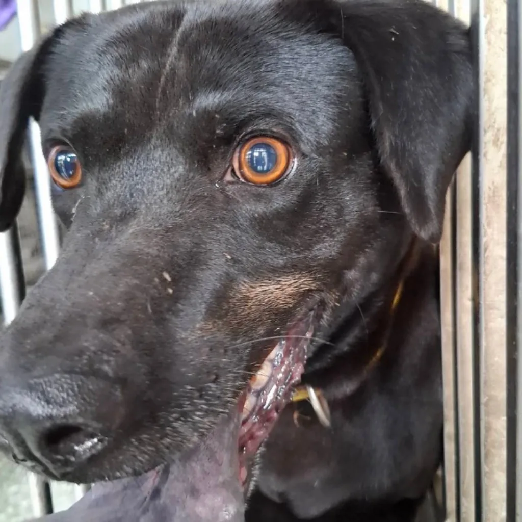 混種犬