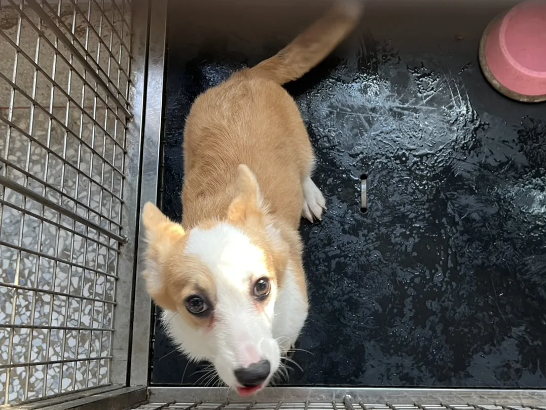 威爾斯柯基犬
