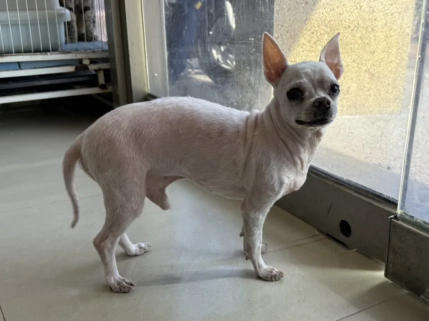 混種犬