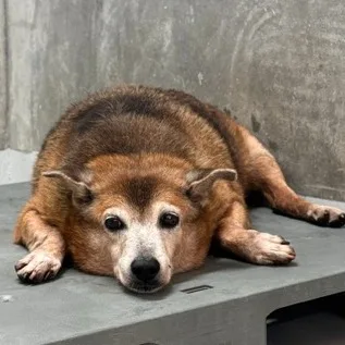 混種犬