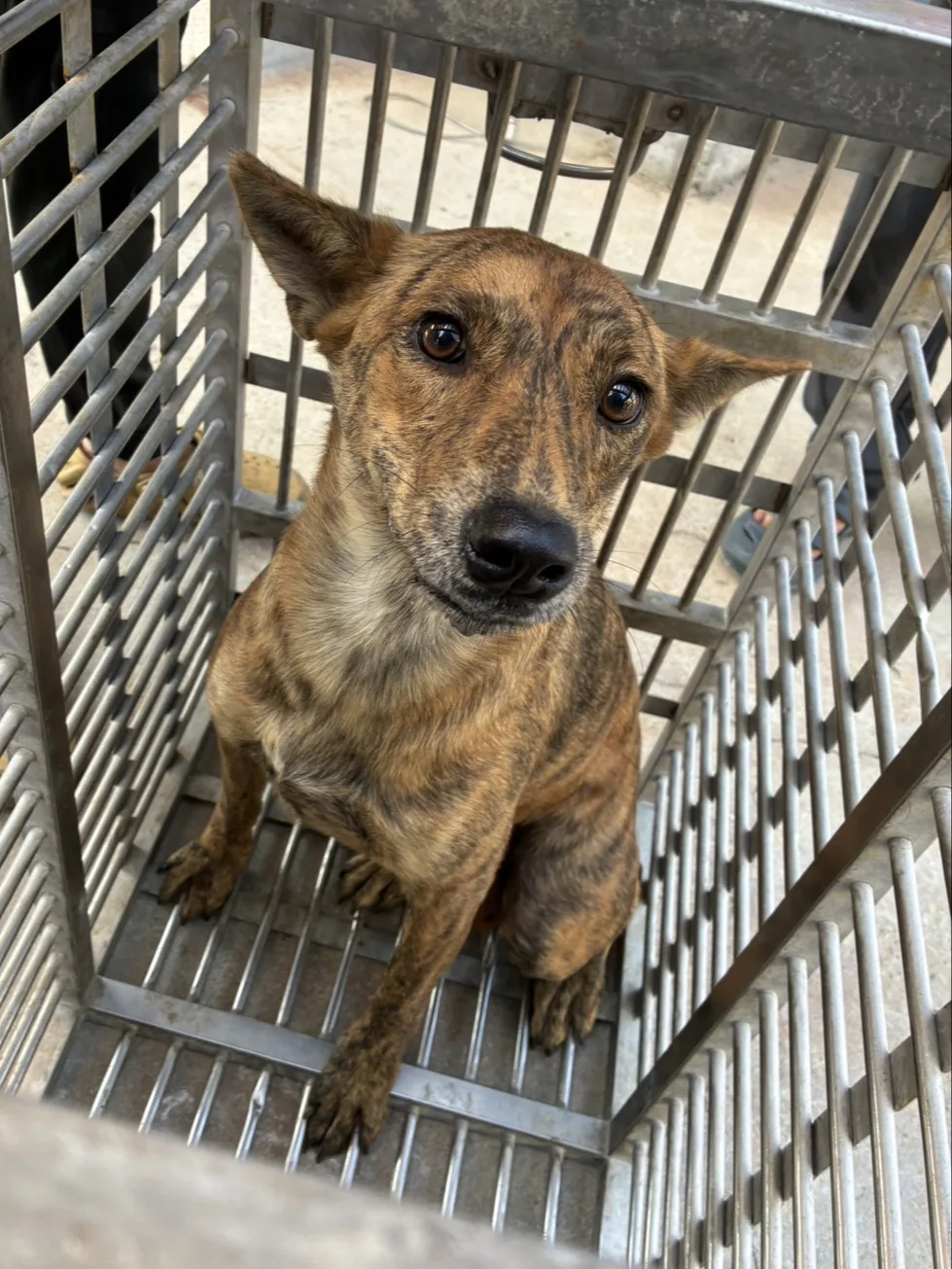 混種犬