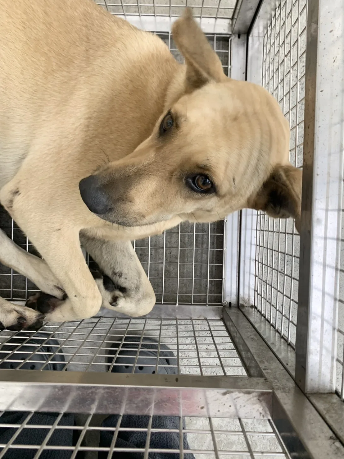 混種犬