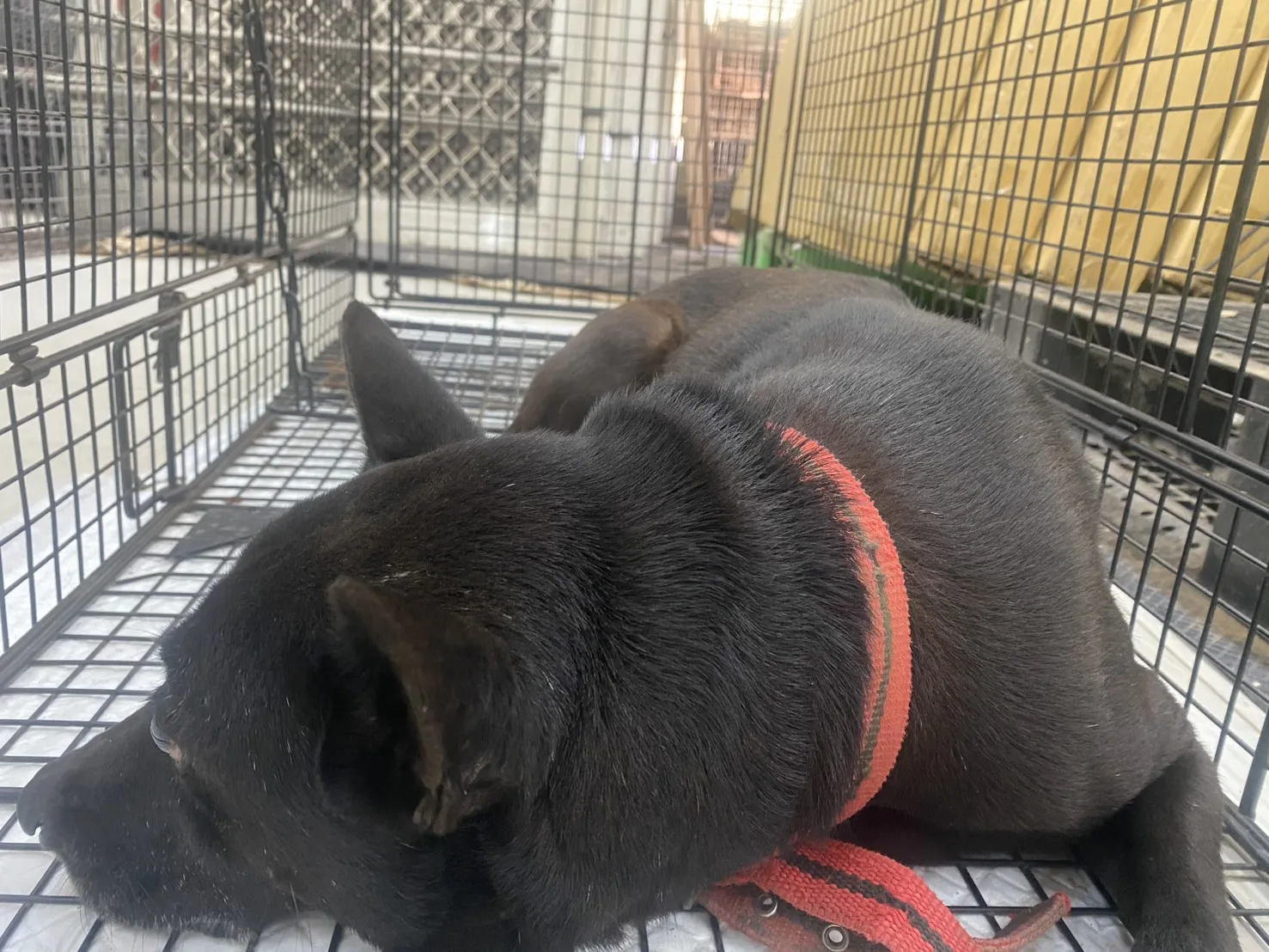 混種犬