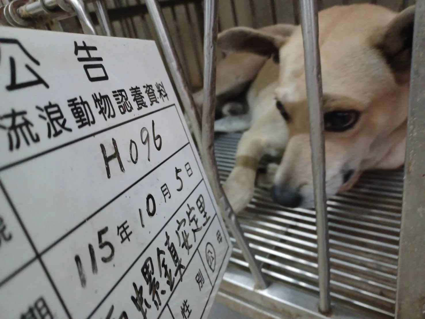 混種犬