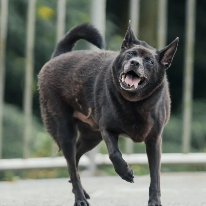 混種犬