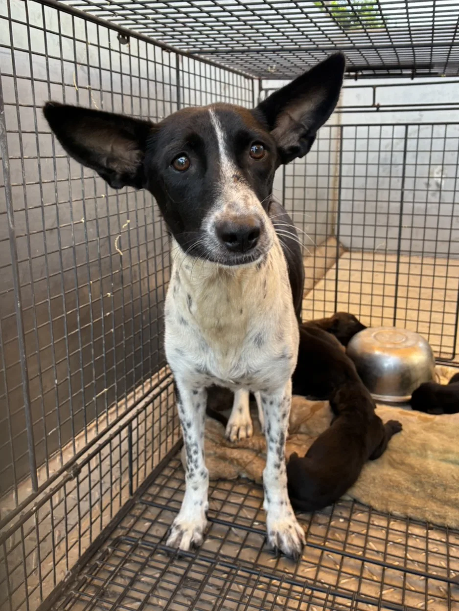 混種犬