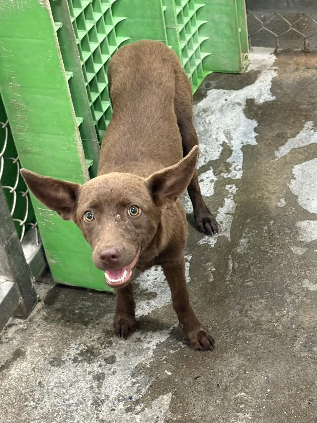 混種犬