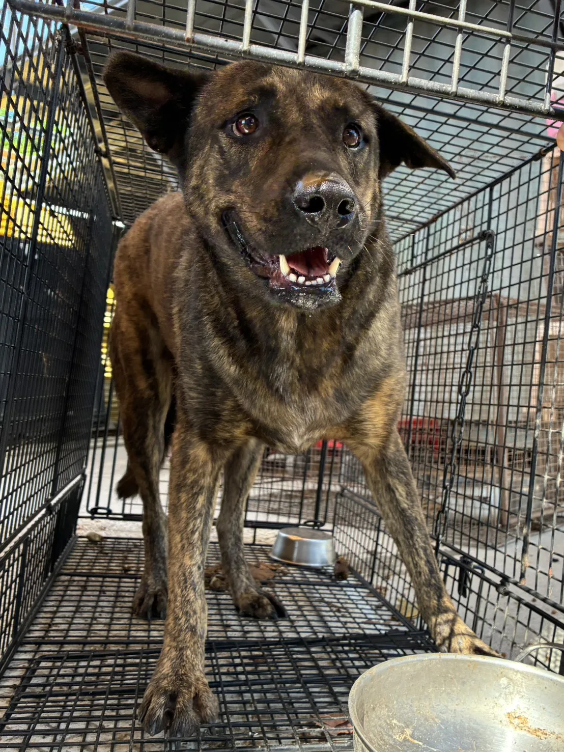 混種犬
