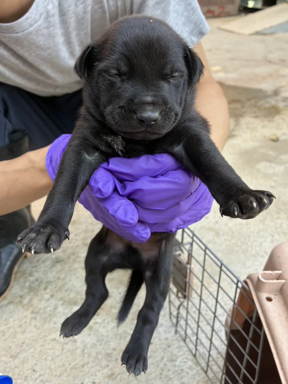 混種犬