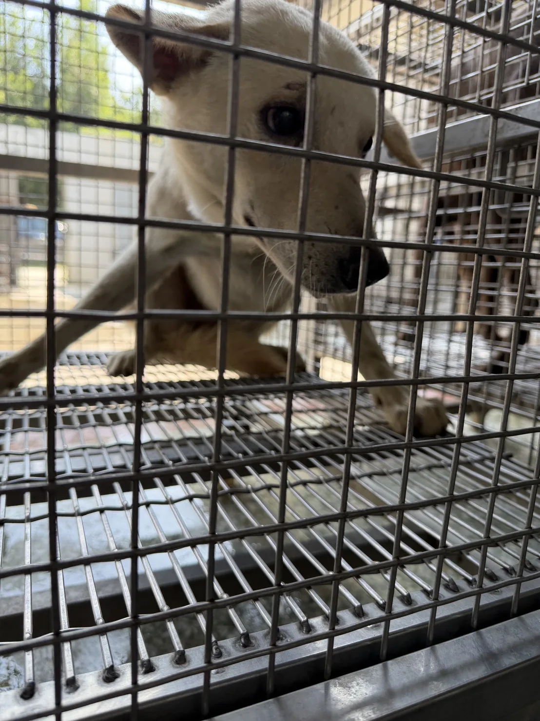 混種犬