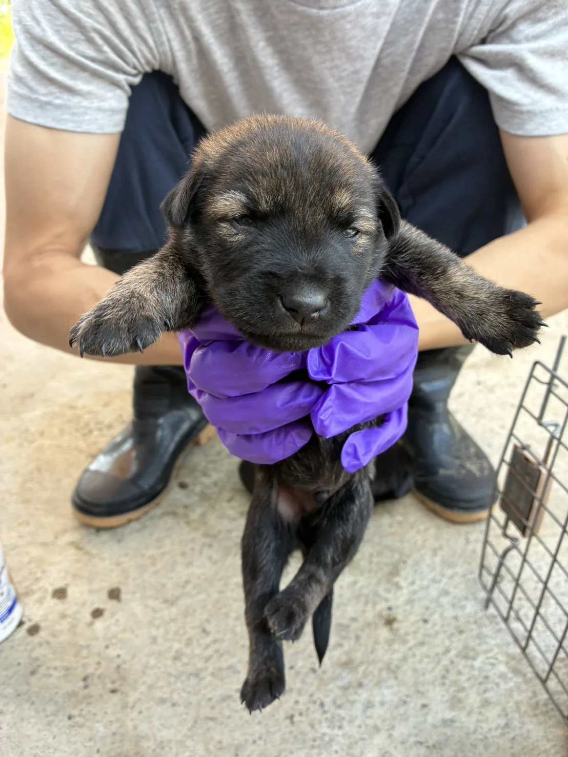 混種犬