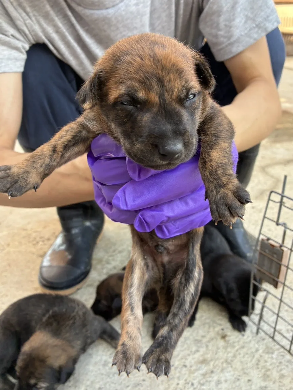 混種犬