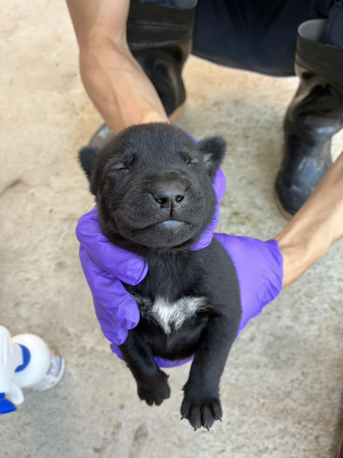 混種犬