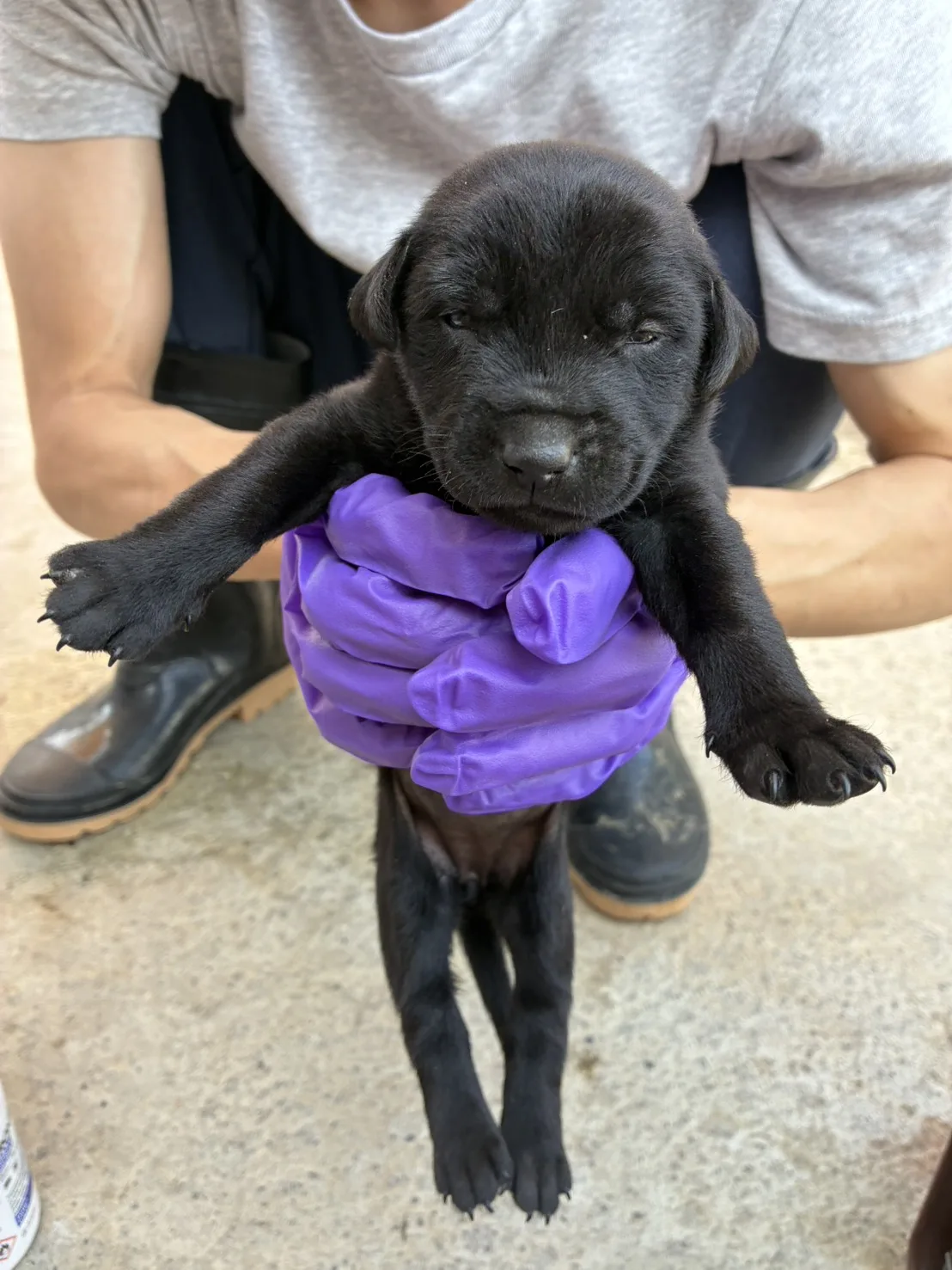混種犬