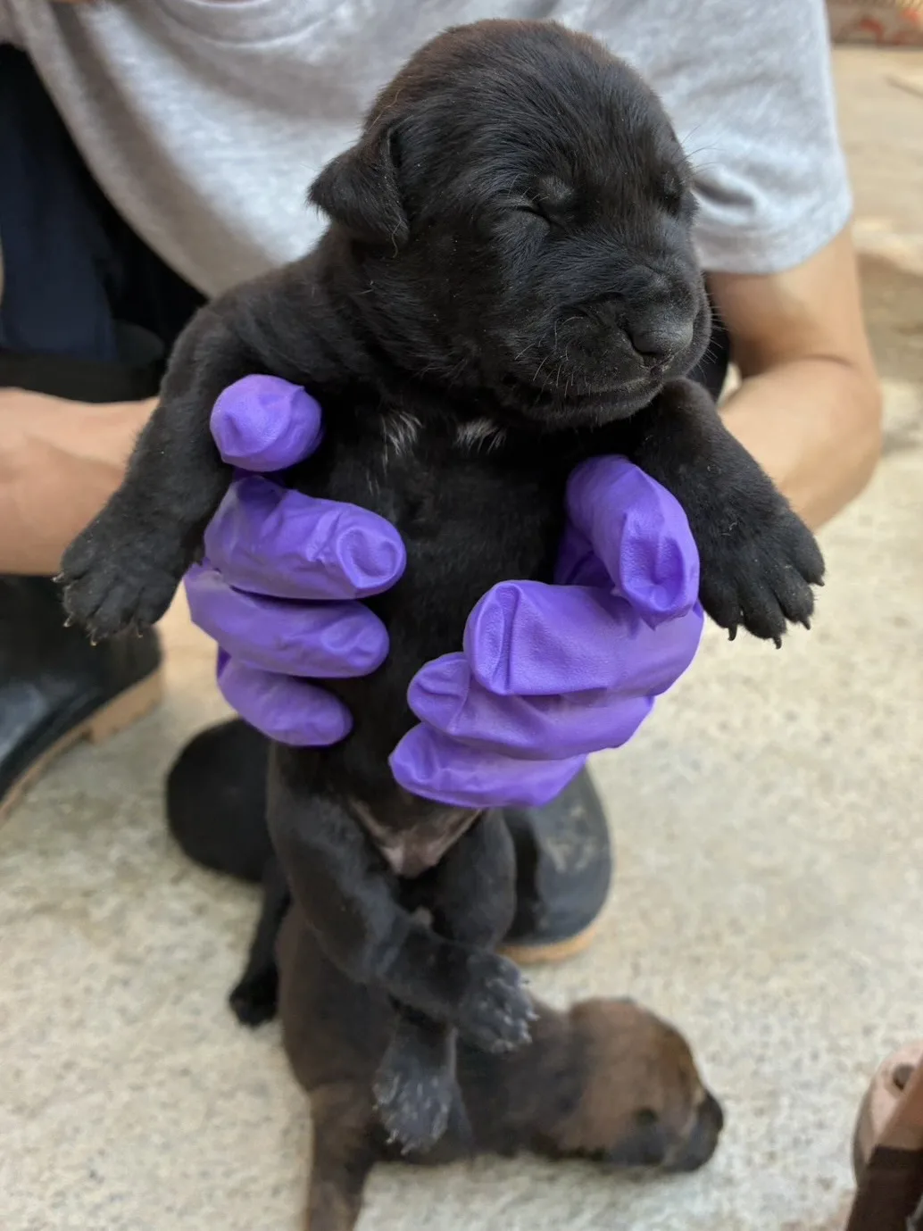 混種犬