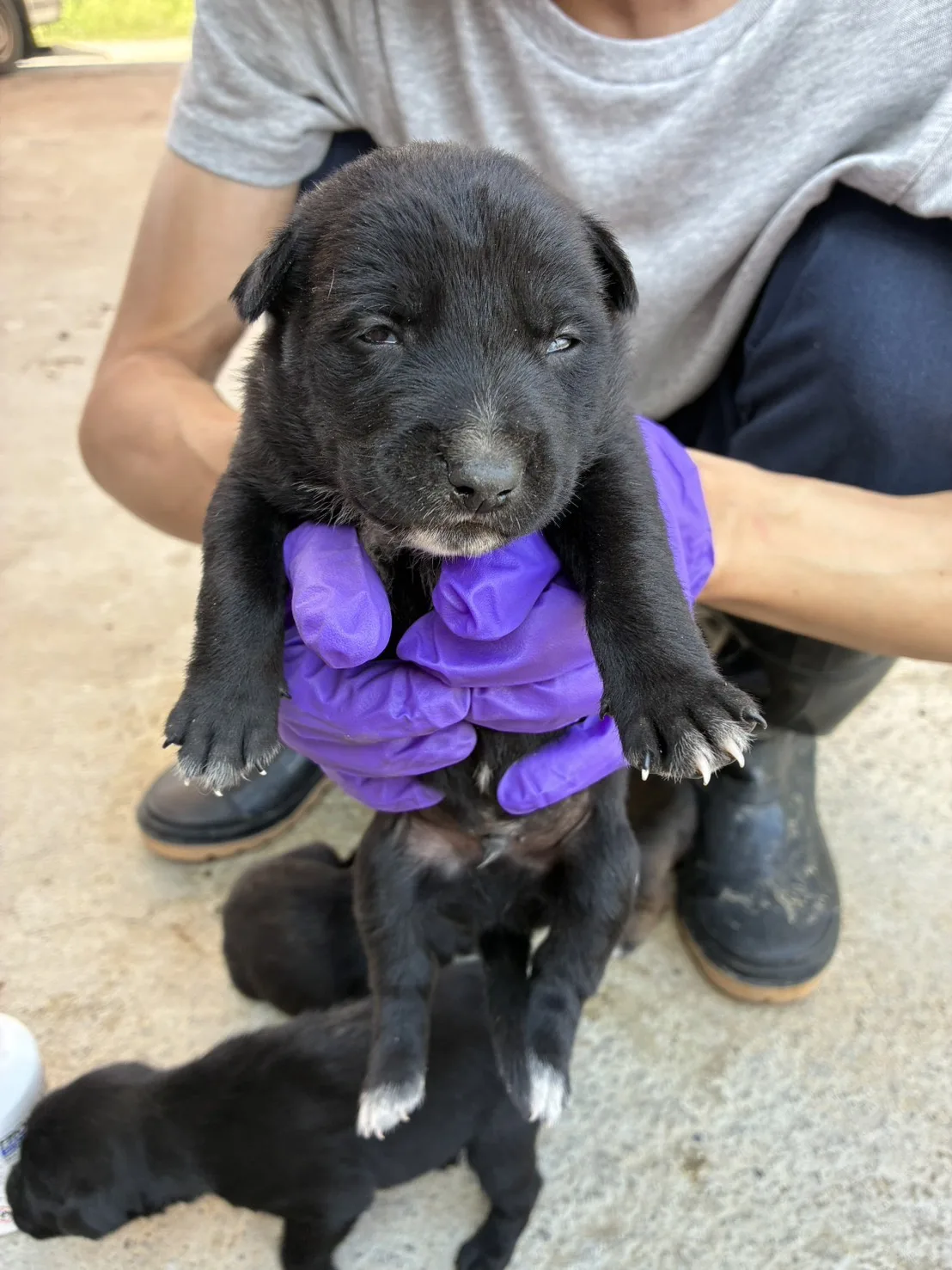 混種犬