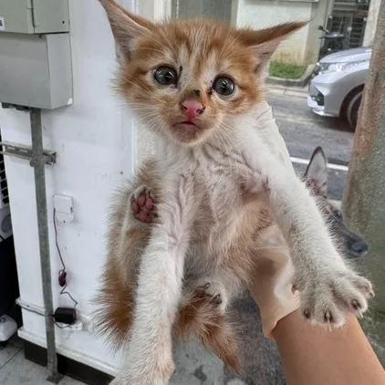 混種貓
