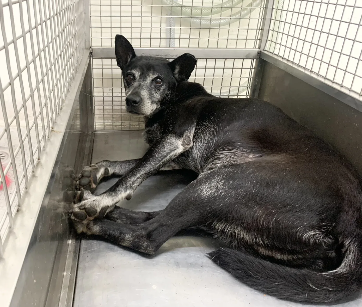 混種犬