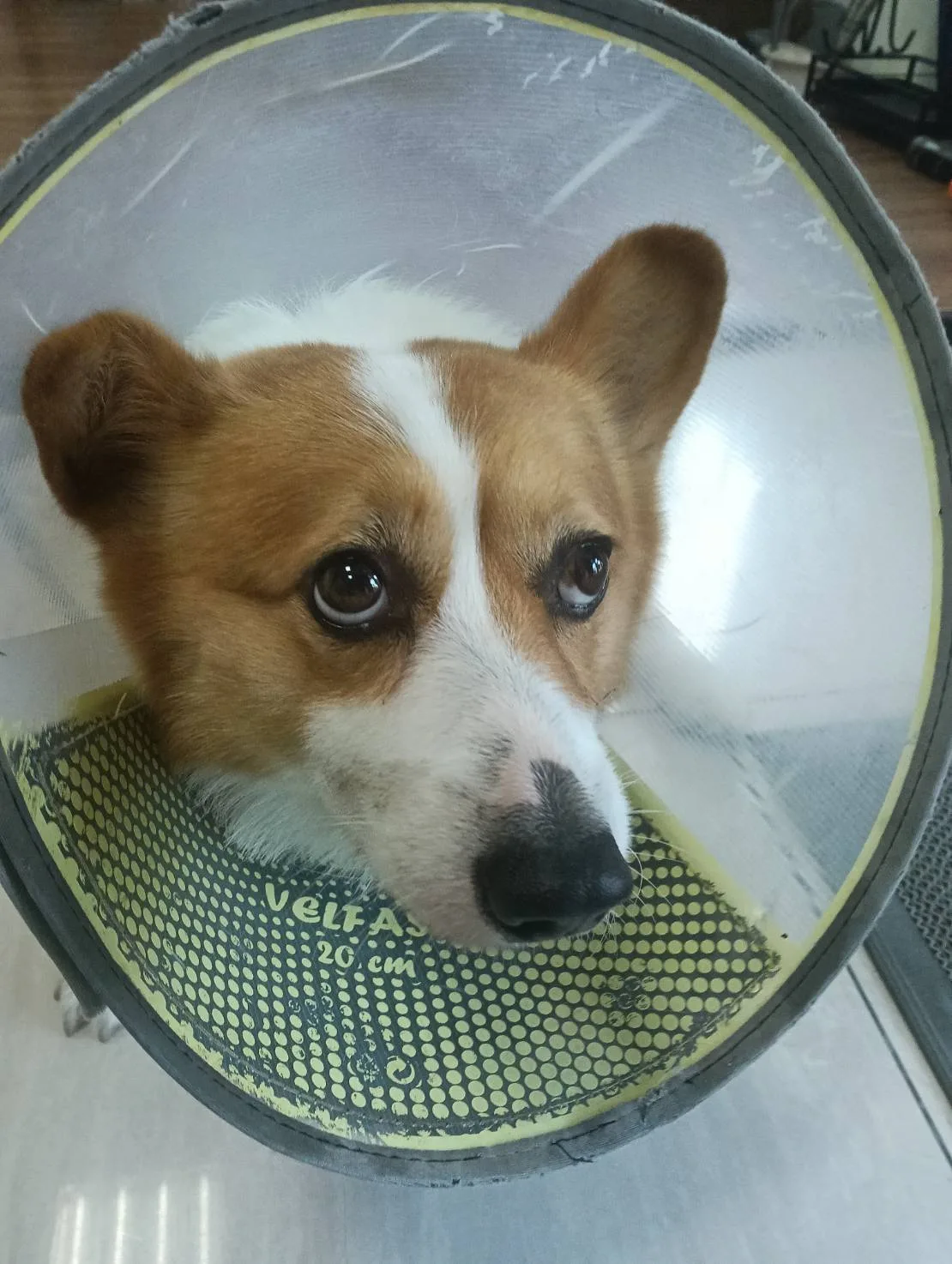 威爾斯柯基犬