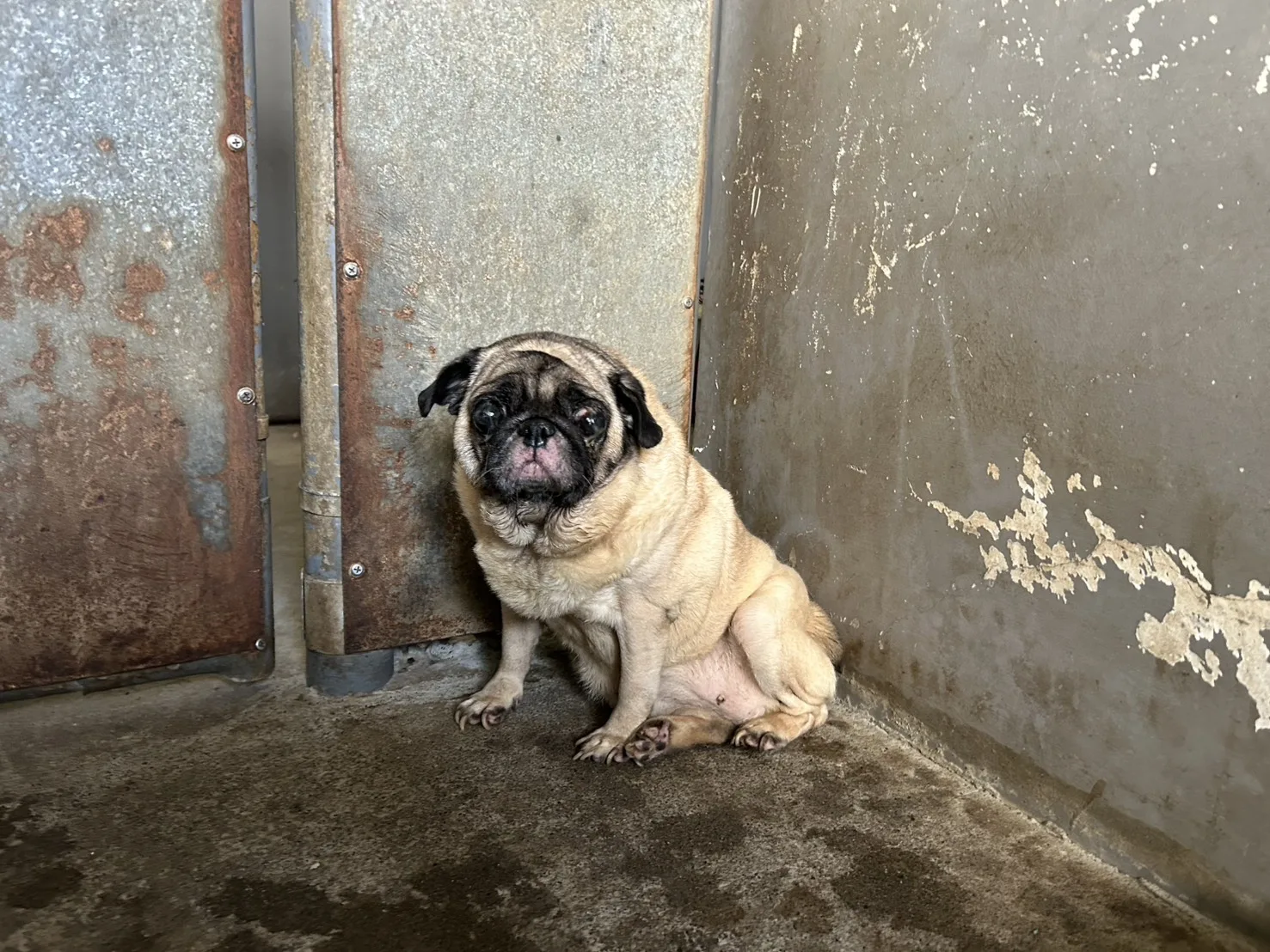 巴哥犬
