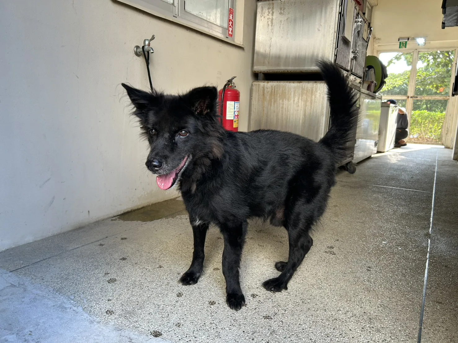 混種犬