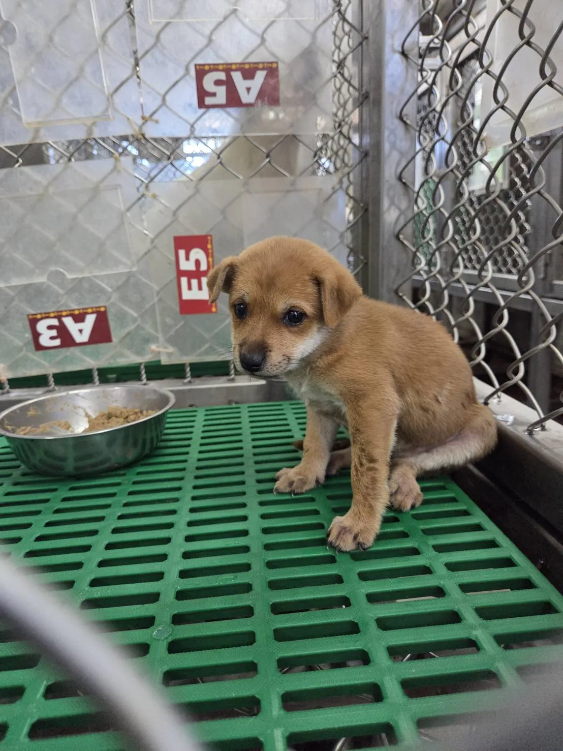 混種犬