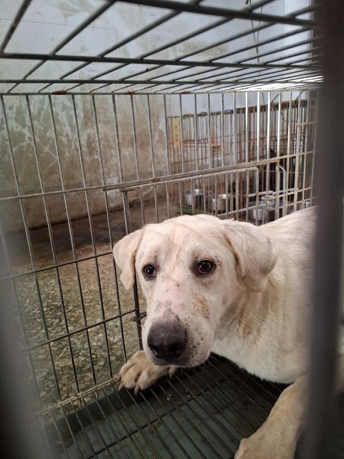 混種犬