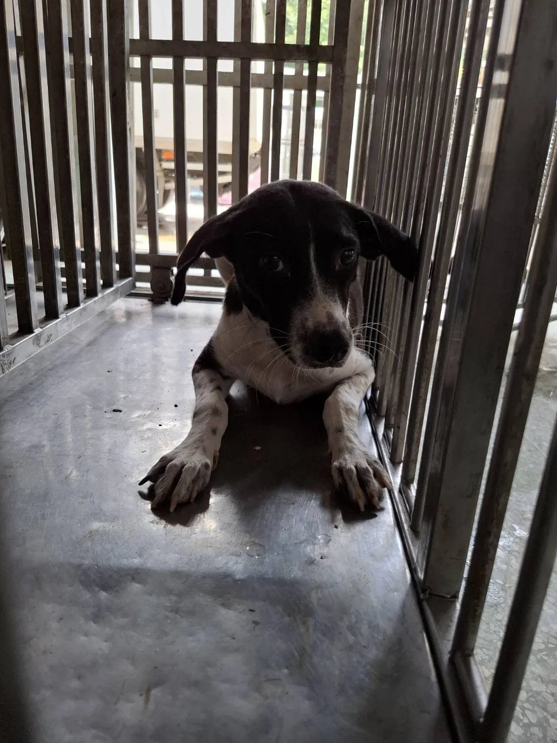 混種犬