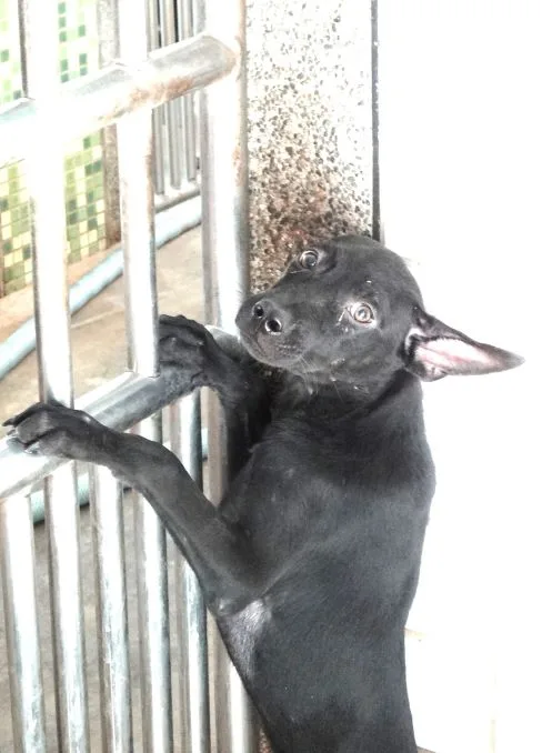混種犬