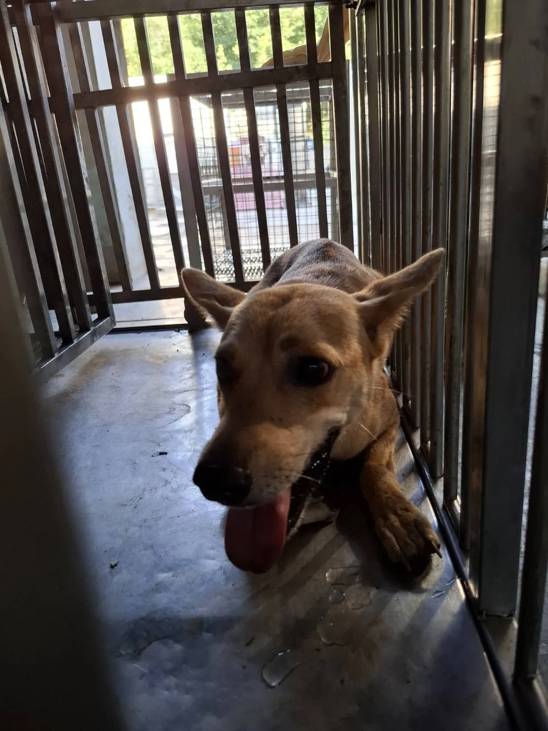 混種犬