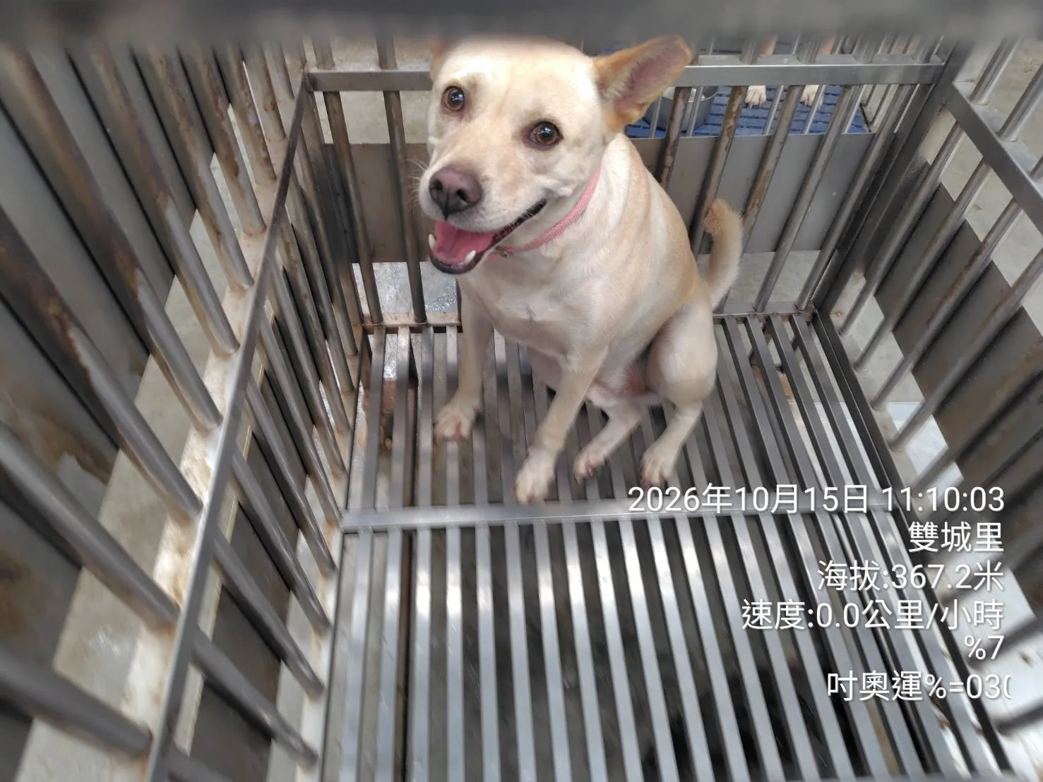 混種犬