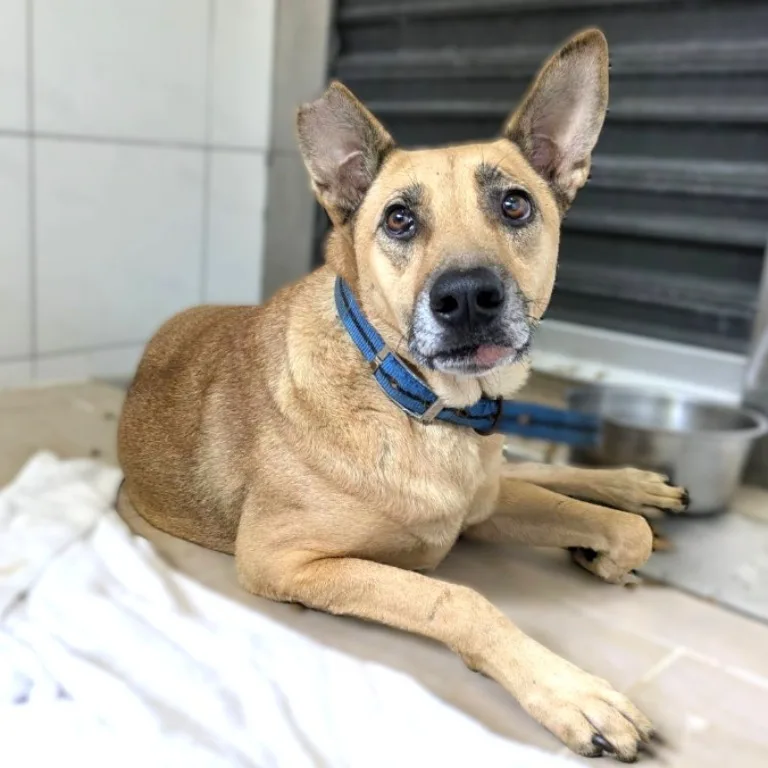 混種犬
