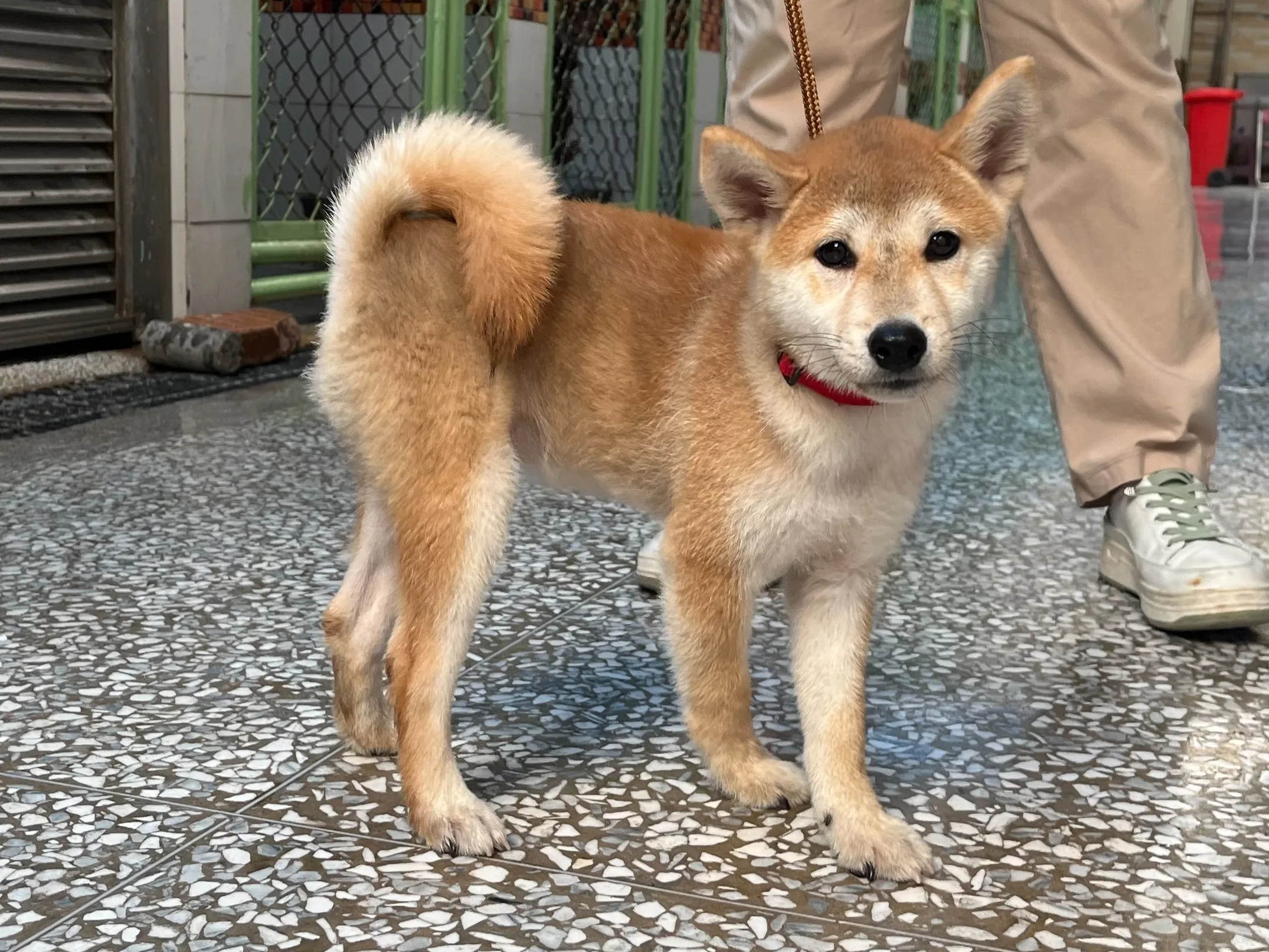 柴犬