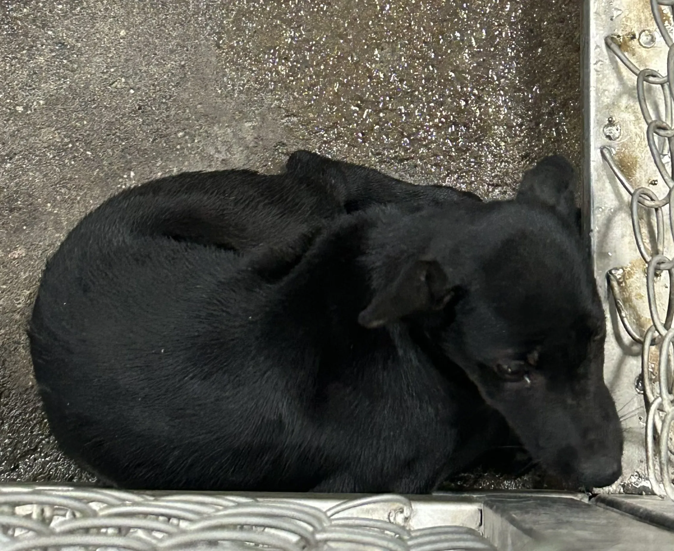 混種犬