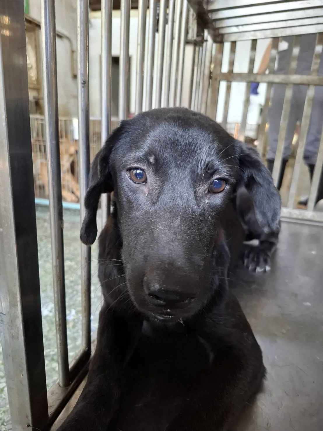混種犬