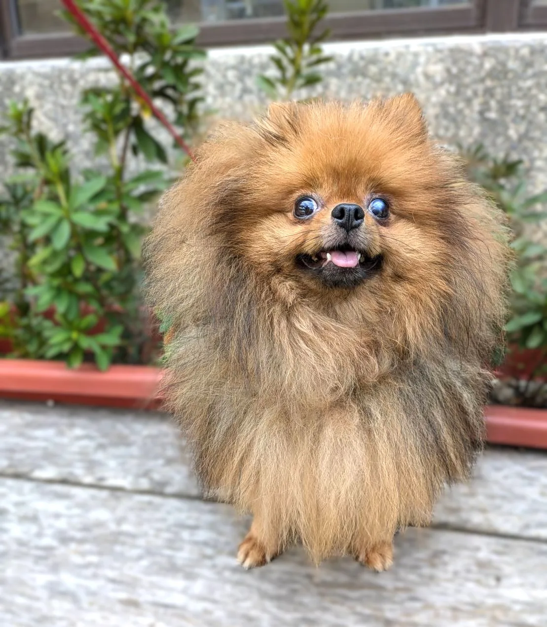 博美犬