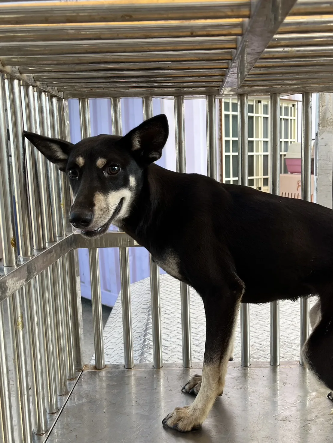混種犬