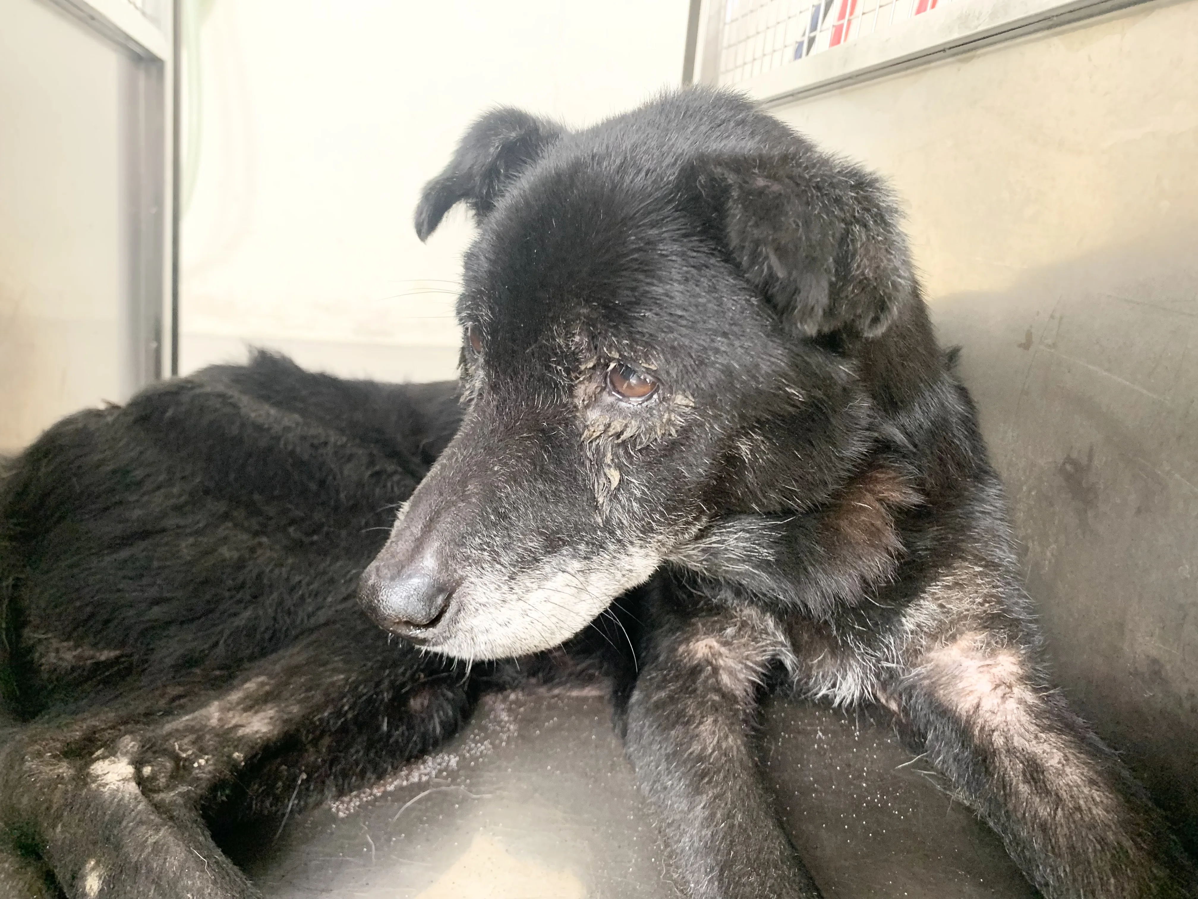 混種犬