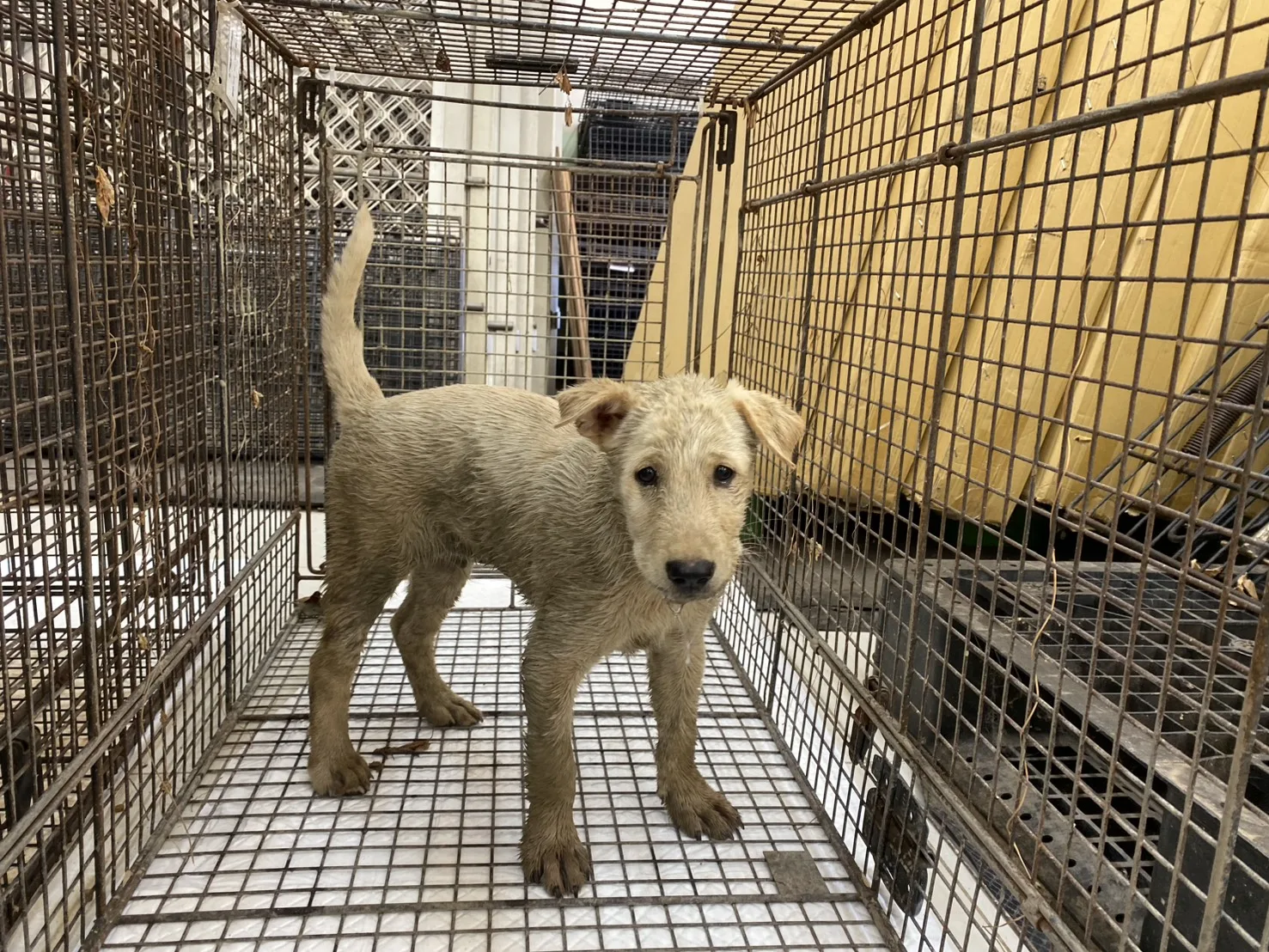 混種犬