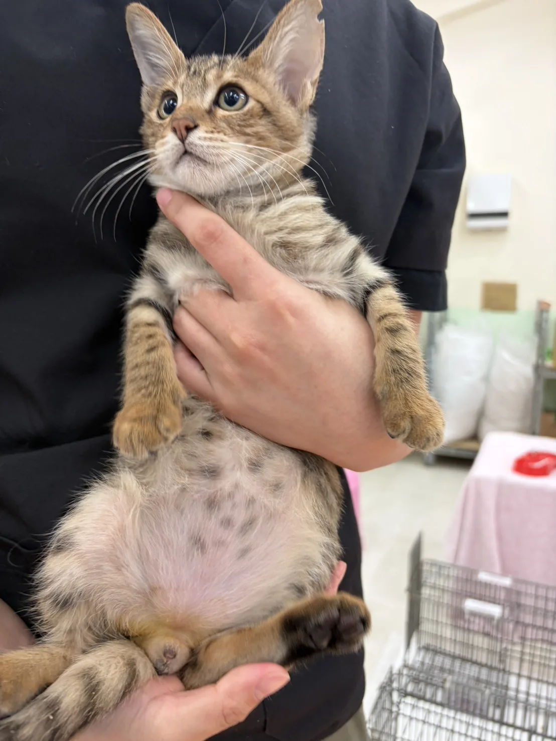 混種貓