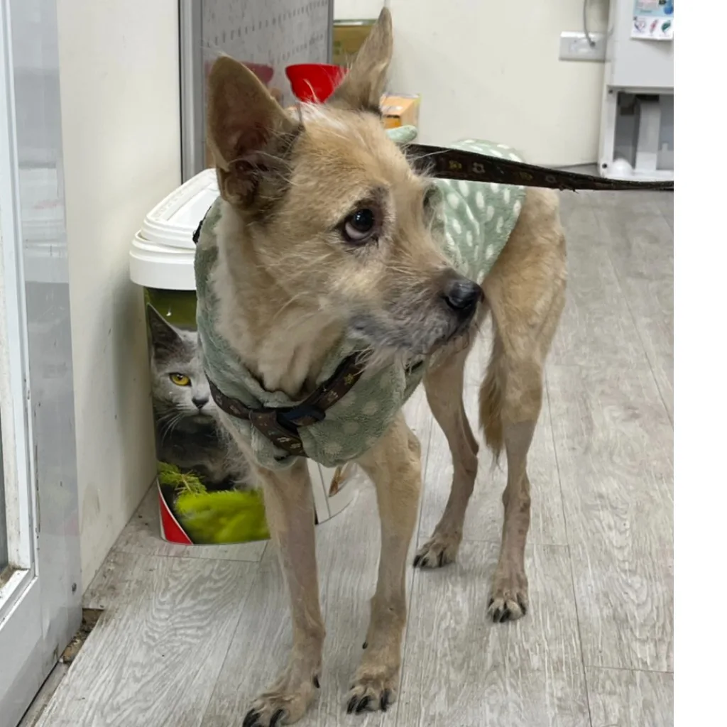 混種犬