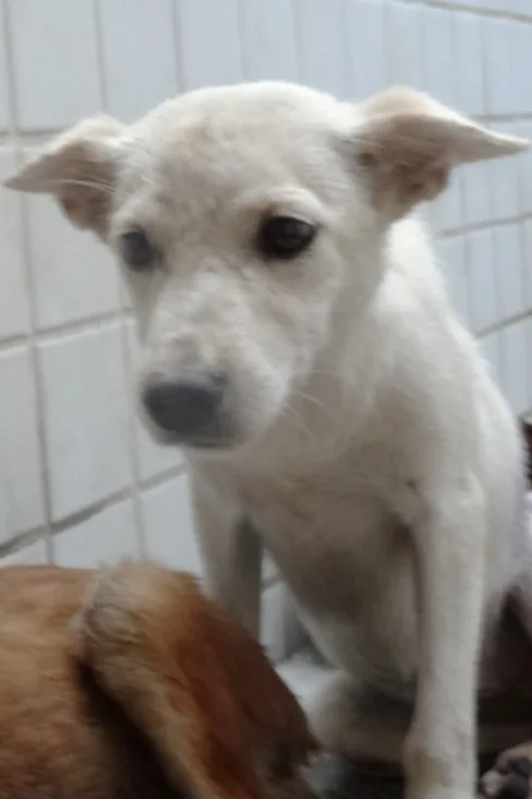 混種犬