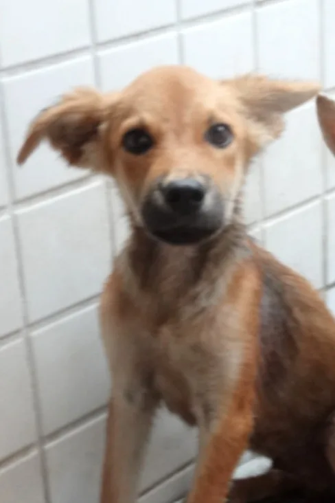 混種犬